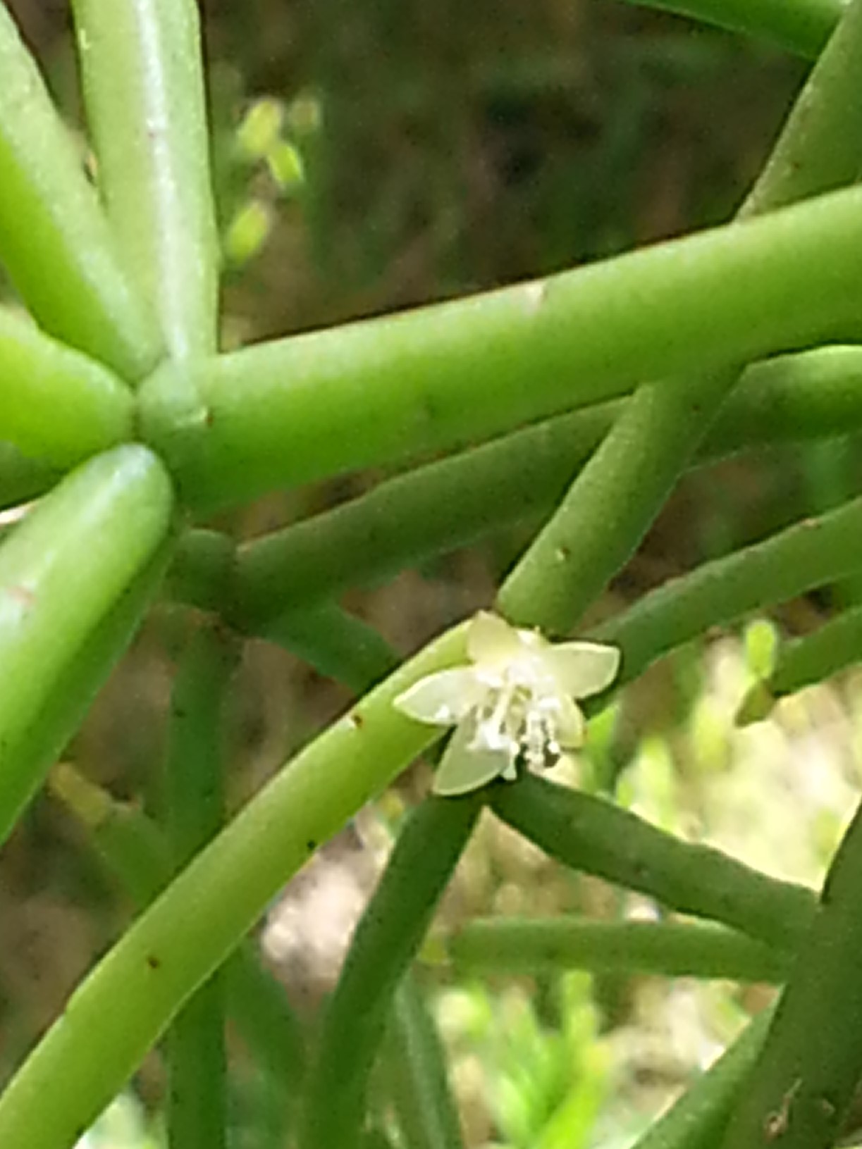 http://www.cloudjungle.com/cloudjungle/Cactaceae/Rhipsalis/Rhipsalis quellebambensis flower.jpg